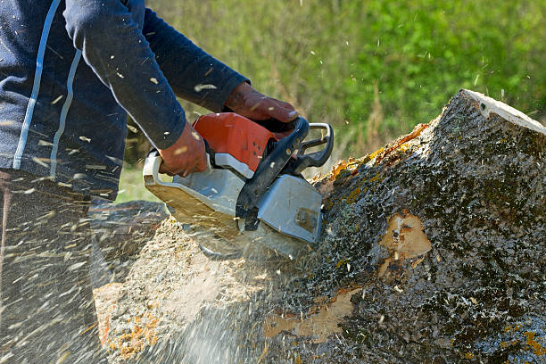 How Our Tree Care Process Works  in  Bushnell, IL